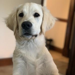 Meet your Posher, Robert